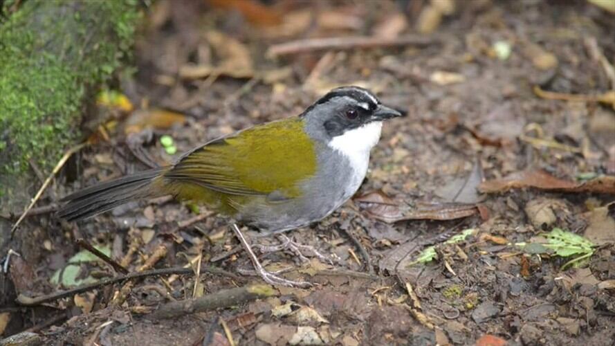 La reserva forestal Río Blanco, que está al borde de la construcción de Tierra Viva, es una de las principales fuentes hídricas de la ciudad de Manizales. Foto: Adrian Rodríguez (W Radio)