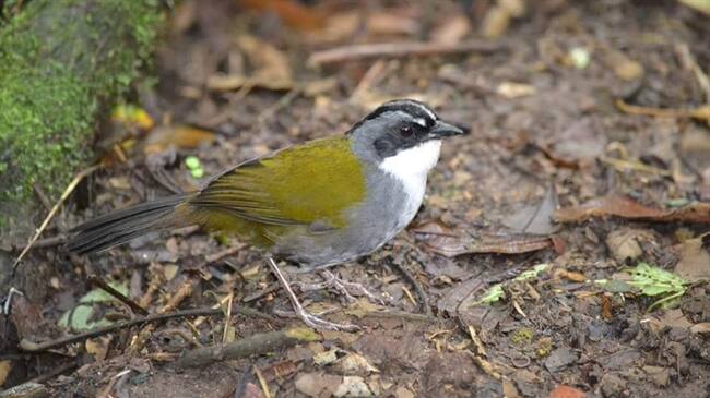 La reserva forestal Río Blanco, que está al borde de la construcción de Tierra Viva, es una de las principales fuentes hídricas de la ciudad de Manizales. Foto: Adrian Rodríguez (W Radio)