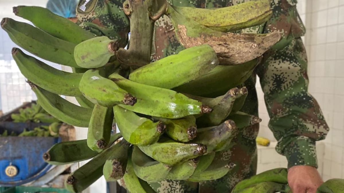 Un soldado en el Valle crea Asociación que transforma el plátano en harina