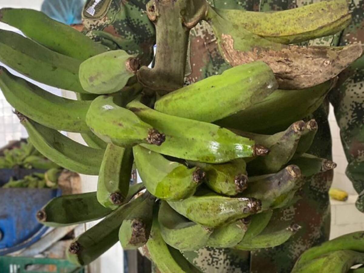 Un soldado en el Valle crea Asociación que transforma el plátano en harina