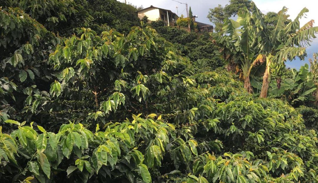 Ciltivos de café en Antioquia 