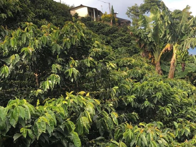 Ciltivos de café en Antioquia 