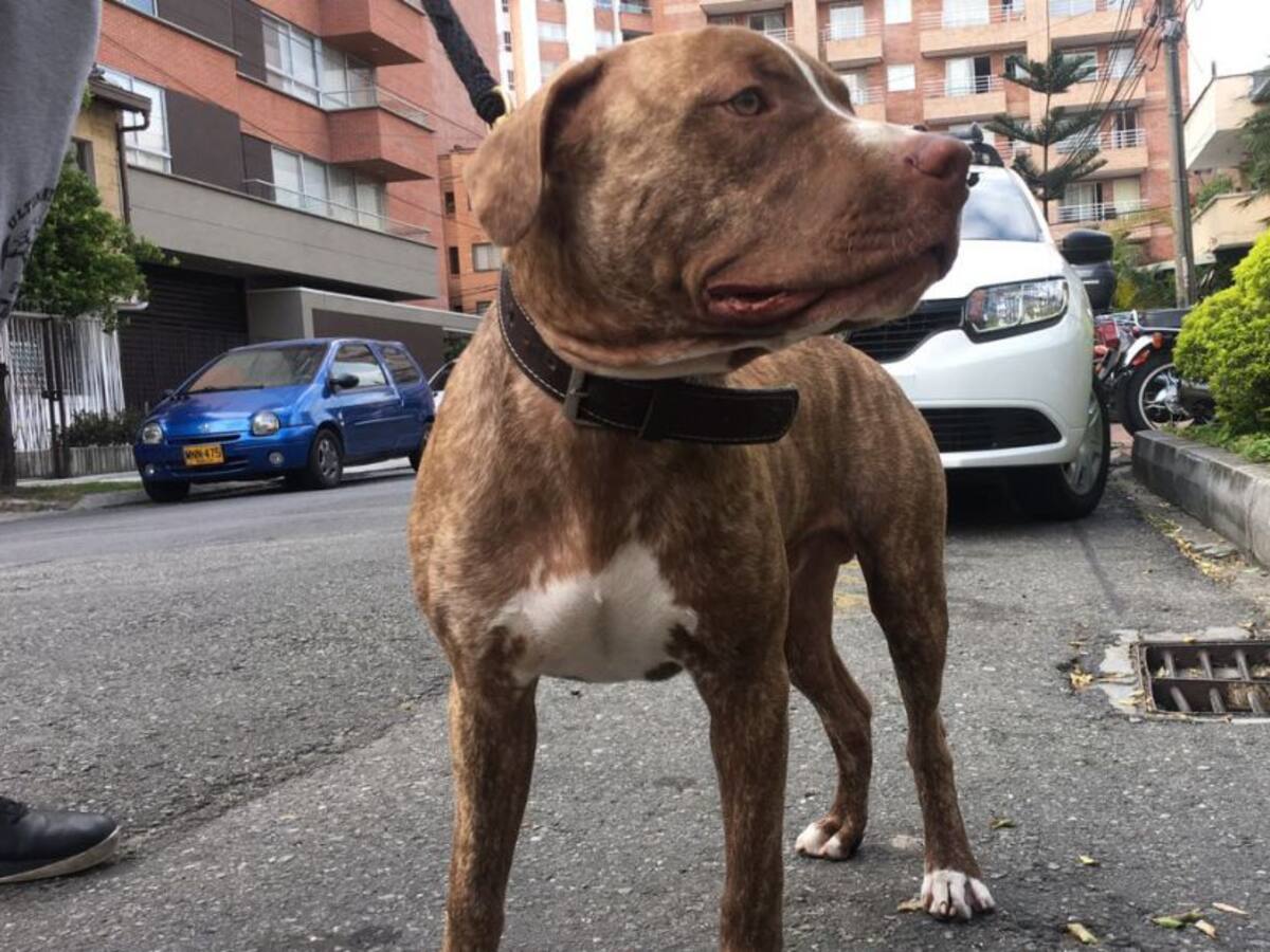 Anciana de 62 años murió al ser atacada por dos Pitbull en Medellín