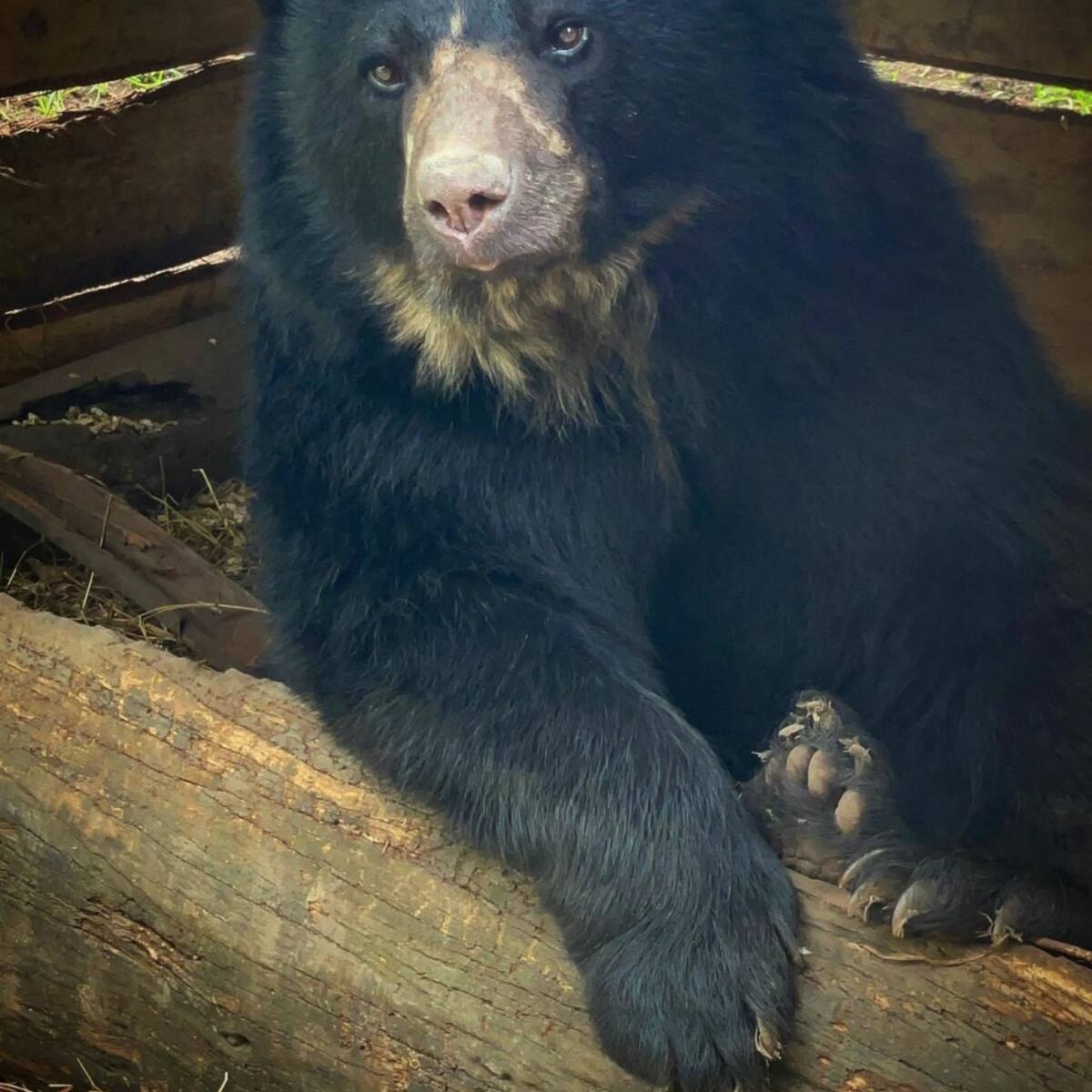 ¡Apareció Tamá! El oso de anteojos había escapado de una reserva en Tocancipá