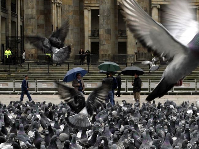 Bogotá ya cuenta con un centro de atención de palomas
