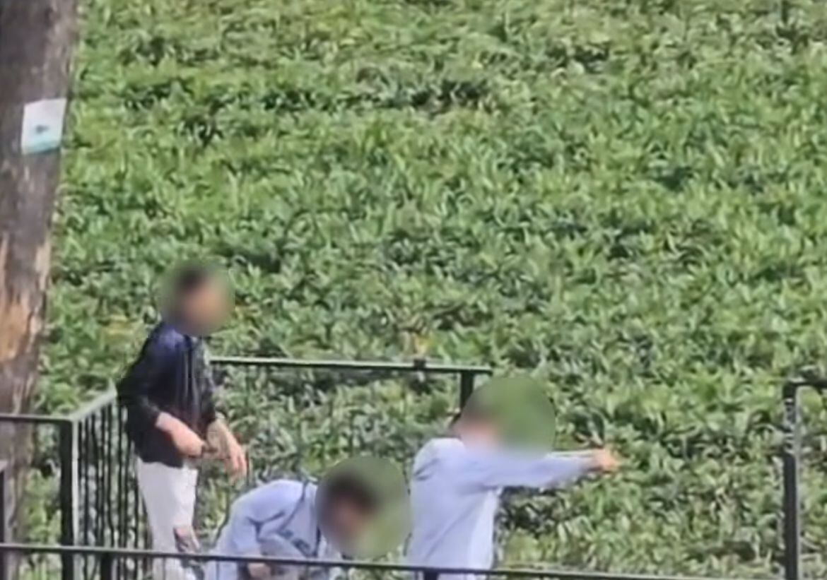 Jóvenes atacan aves con caucheras en Humedal Jaboque. Foto: Captura de pantalla.