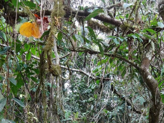 Odisea en la selva: Familia colombiana se perdió en la Amazonía y vivió para contarlo