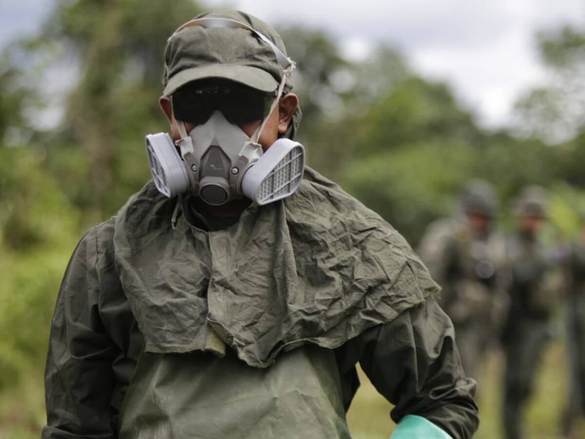 "Hectáreas cultivadas de coca redujeron pero potencial de producción subió"