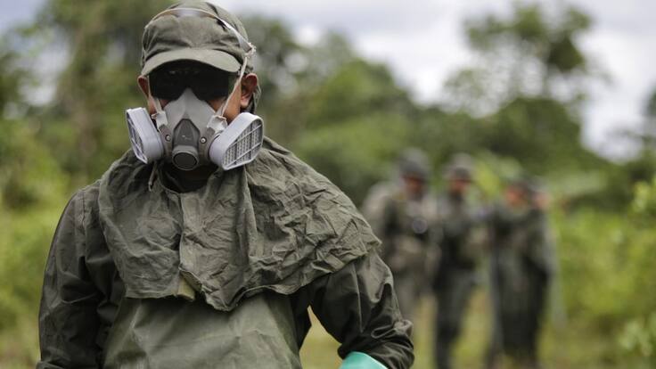 "Hectáreas cultivadas de coca redujeron, pero potencial de producción aumentó"