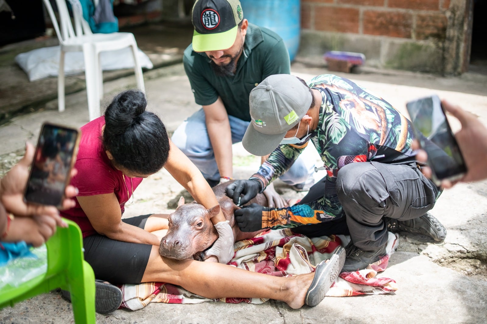 Hipopótamo recien nacido rescatado en Puerto Nare, Antioquia- foto Cornare