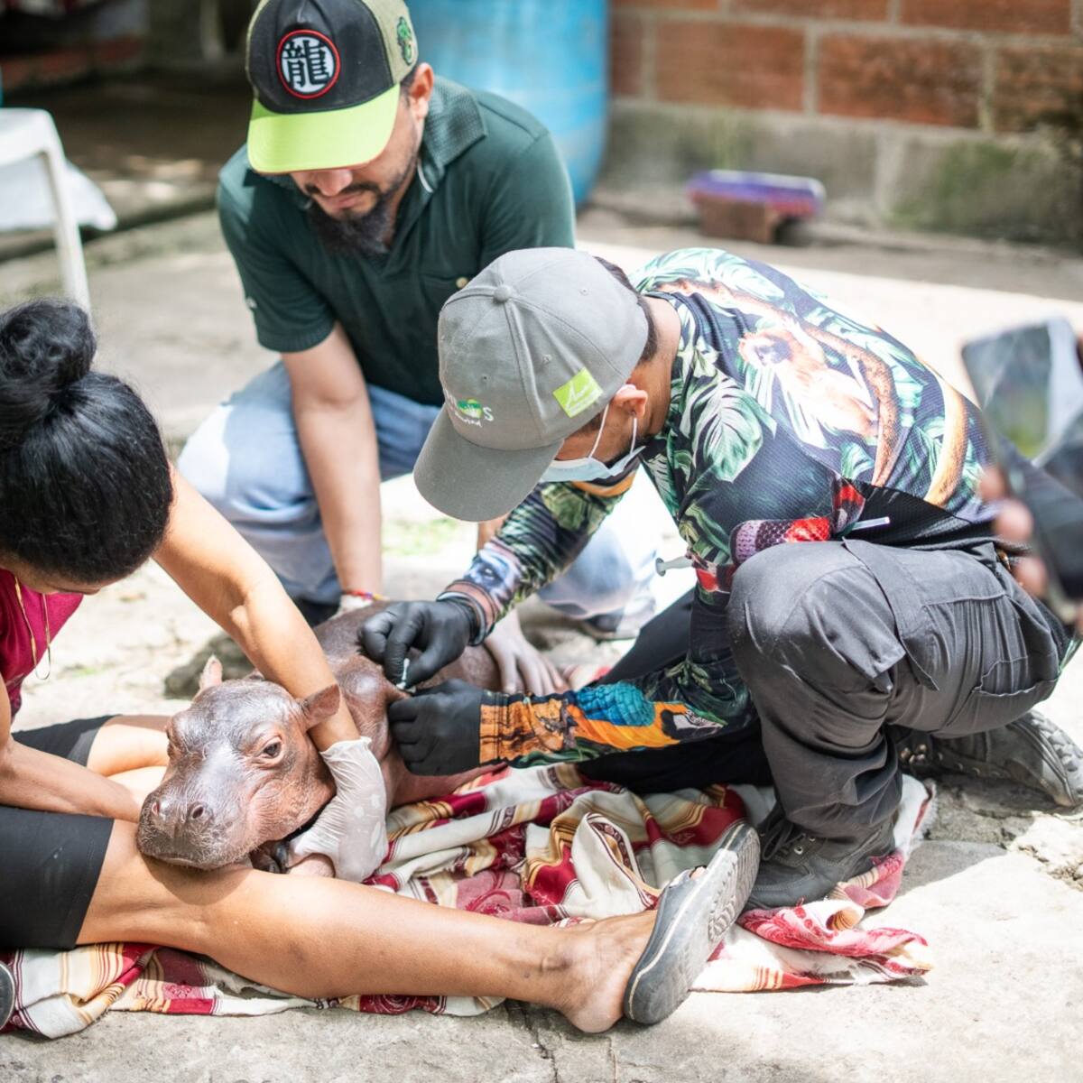 En Puerto Nare, Cornare rescató a un hipopótamo bebé abandonado con deshidratación y desnutrición