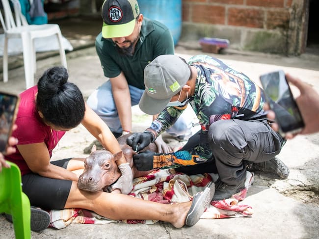 Hipopótamo recien nacido rescatado en Puerto Nare, Antioquia- foto Cornare