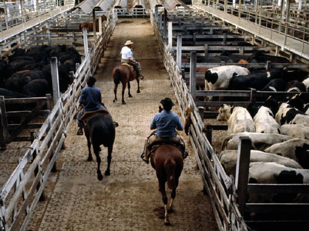 Exportaciones argentinas de carne bovina crecen 15,3%