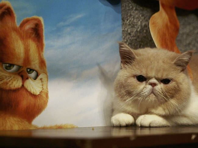 Gato Garfield.