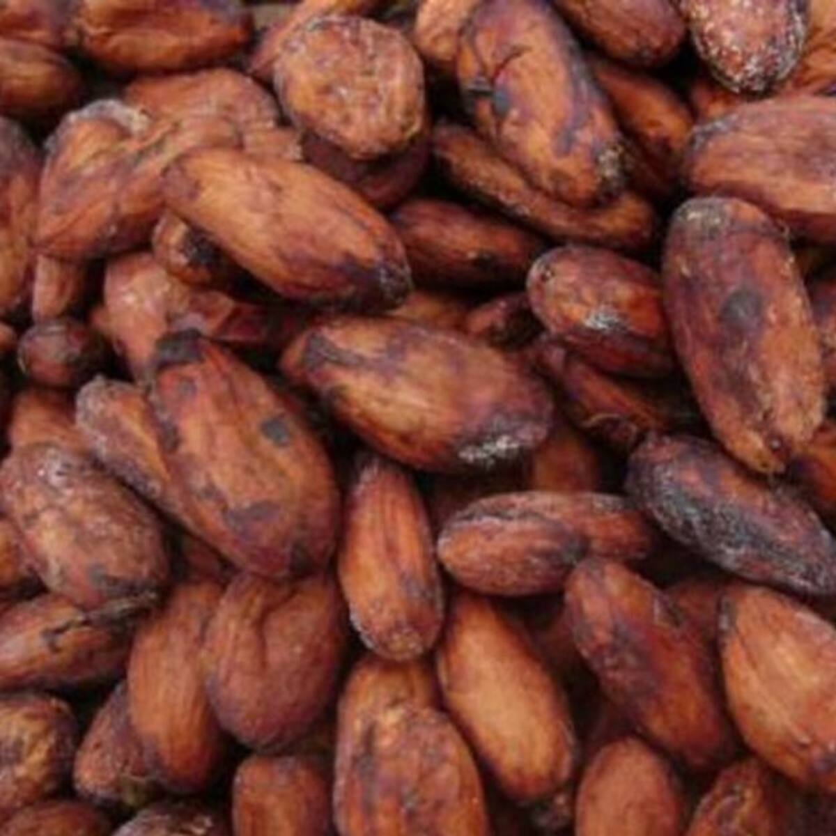 El cacao de la Sierra Nevada, entre los 10 mejores de Colombia