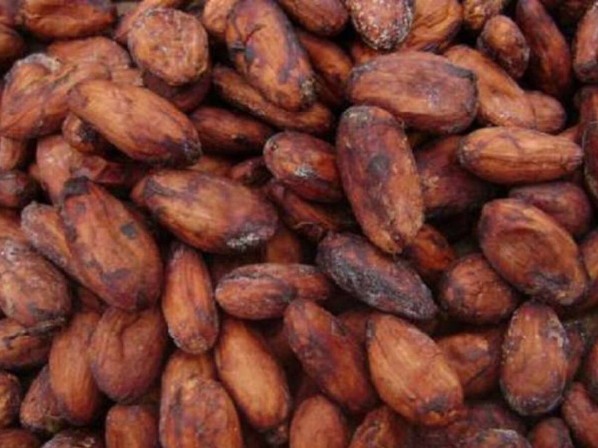 El cacao de la Sierra Nevada, entre los 10 mejores de Colombia