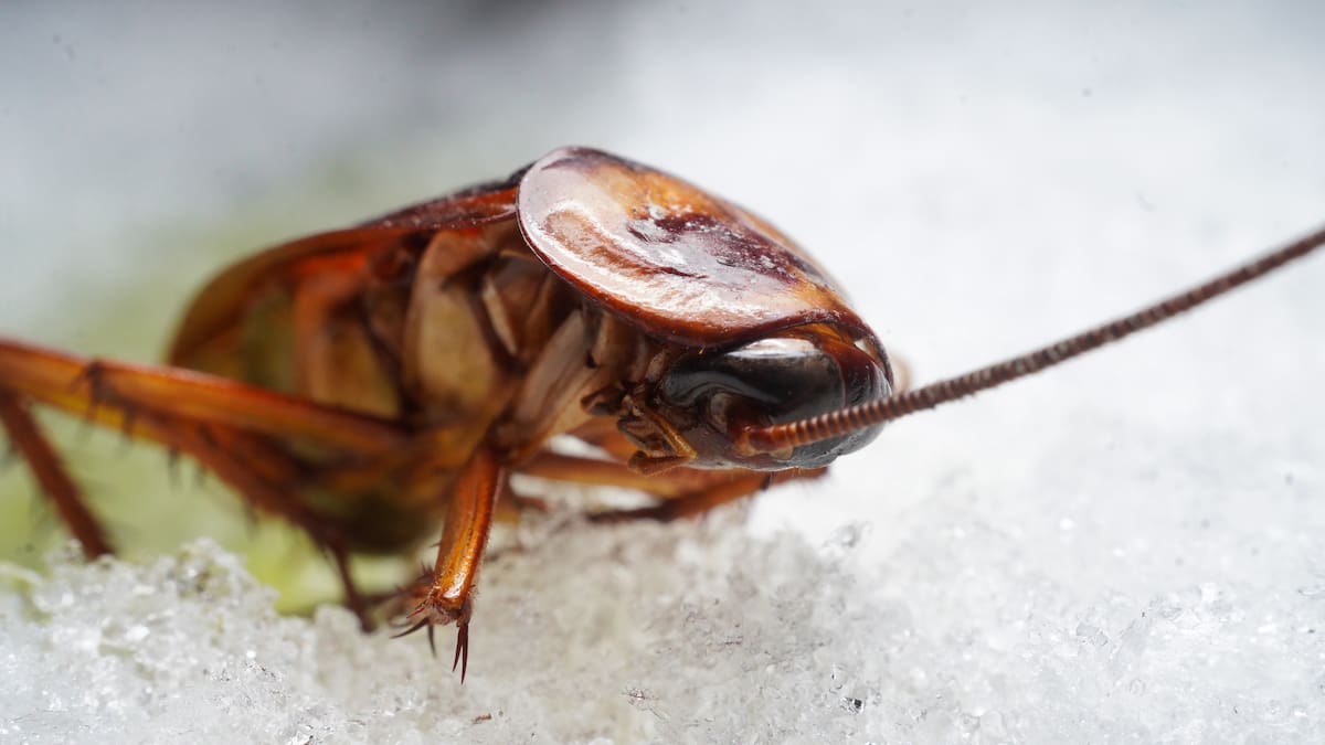Expertos explican si en realidad una cucaracha sobreviviría a una guerra nuclear