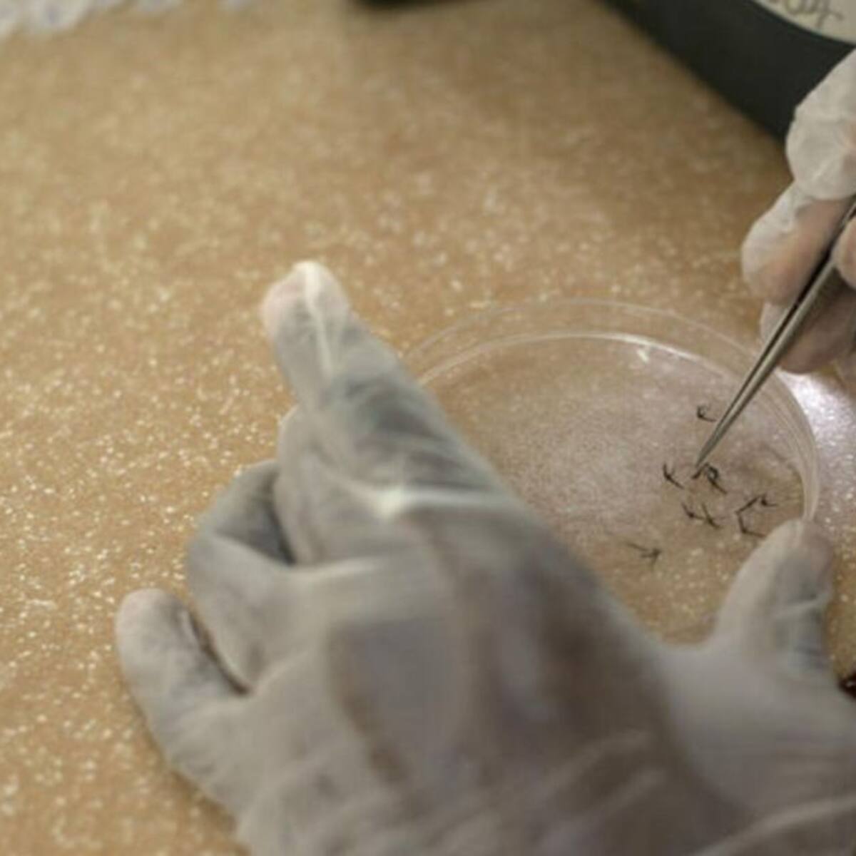 Alerta en el municipio de Pueblo Rico por un brote de malaria
