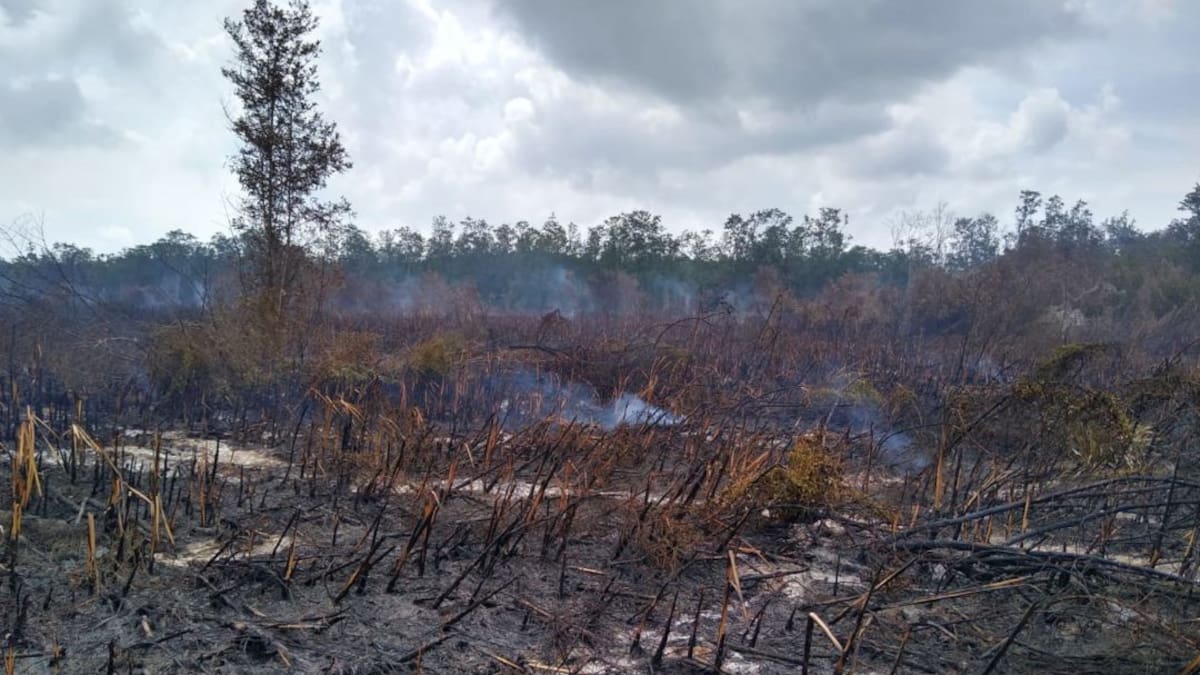 Incendio en Parque Isla de Salamanca, un macabro ‘crimen ambiental’
