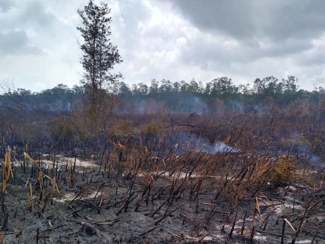 Incendio en Parque Isla de Salamanca, un macabro ‘crimen ambiental’