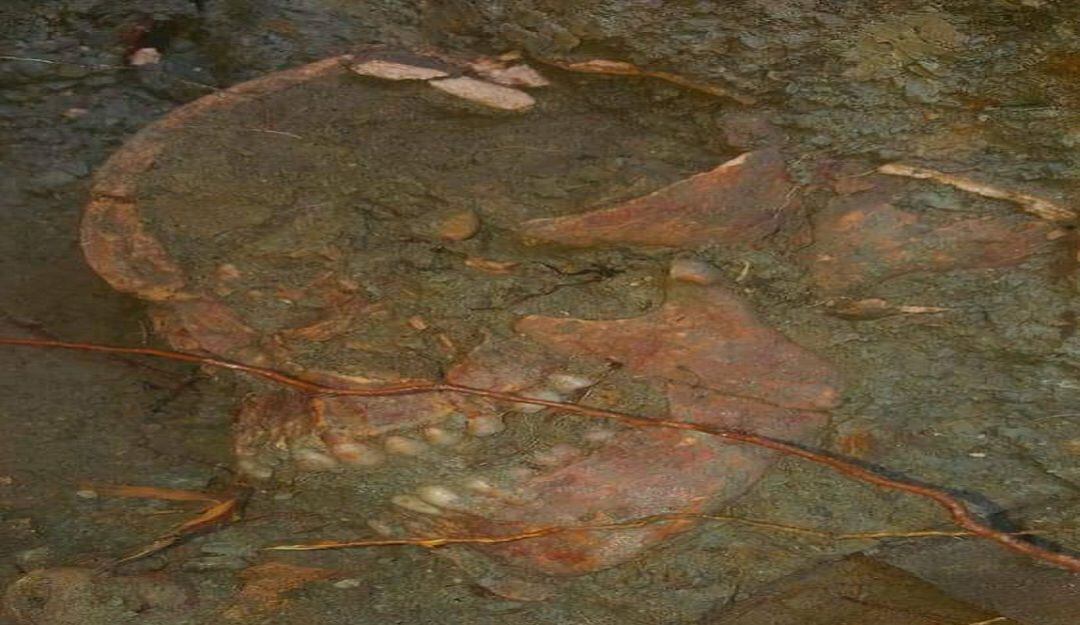 Cráneo de un indígena Mocaná hallado en Tubará.