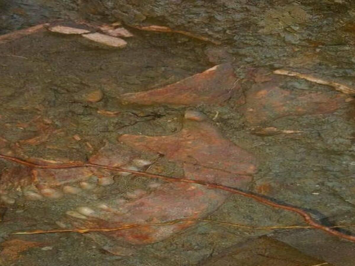 Hallan cráneo de indígena Mocaná en Tubará