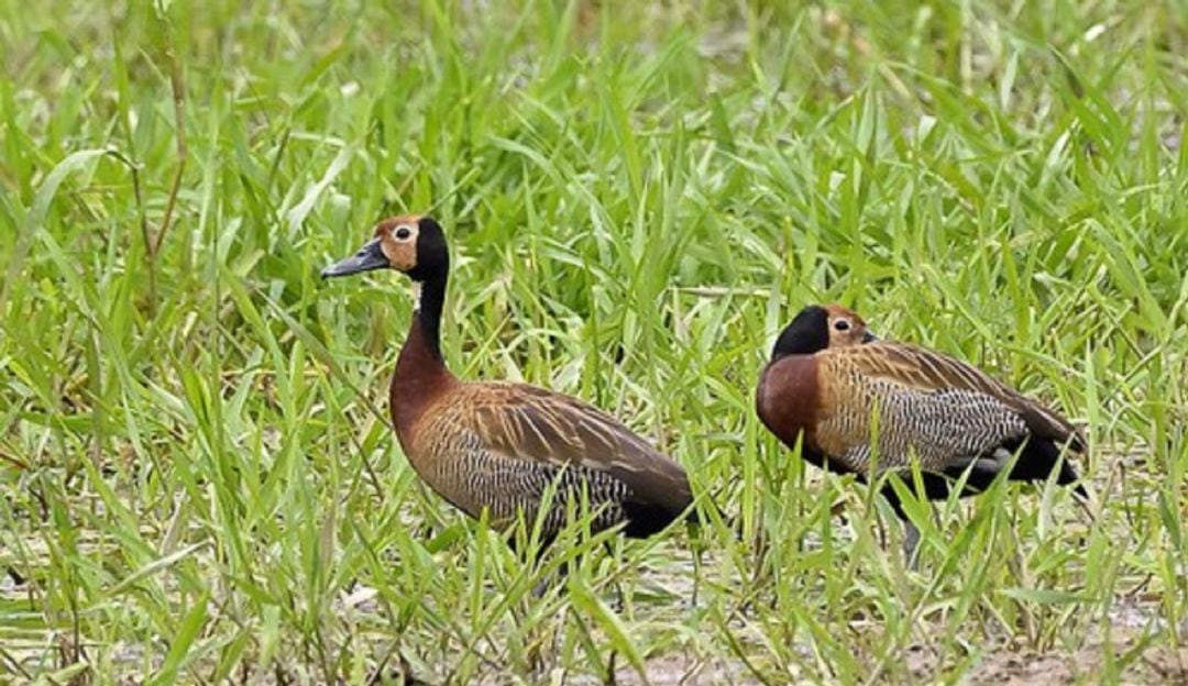 Habitantes de barrios de Neiva, logra la aprehensión de 27 patos polluelos silvestres que aparecieron en las vías de la ciudad.