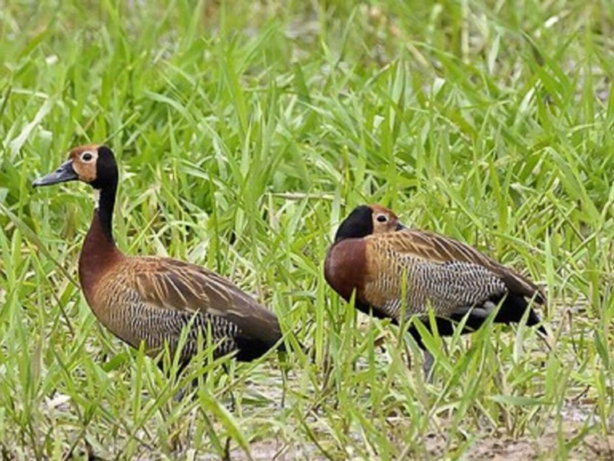 Esperanza de vida silvestre, 27 patos pisingos fueron rescatados en Neiva