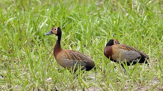 Habitantes de barrios de Neiva, logra la aprehensión de 27 patos polluelos silvestres que aparecieron en las vías de la ciudad.