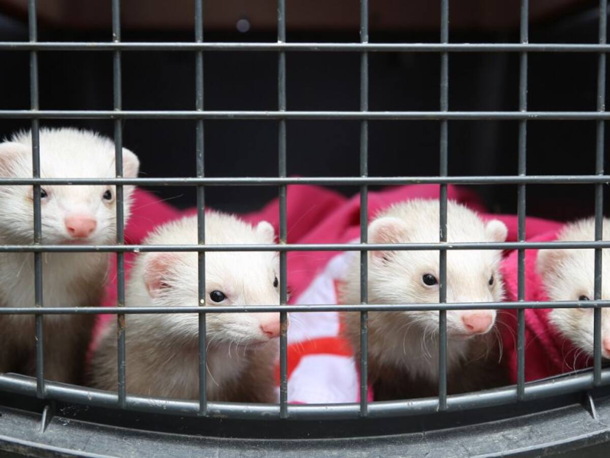 Detenido en Manizales por vender especies exóticas en Facebook