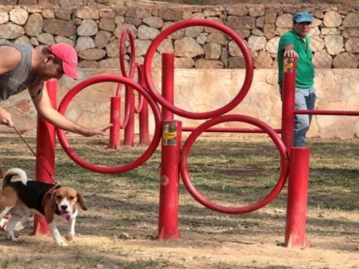 Empanadas para perros en Bucaramanga