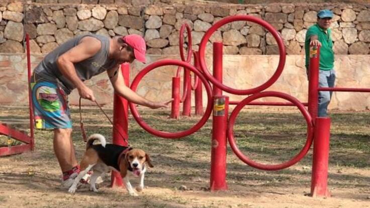 Empanadas para perros en Bucaramanga