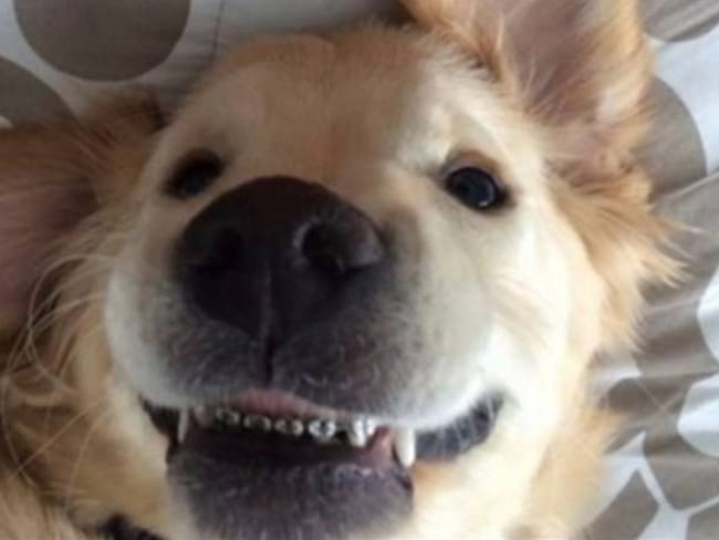 El tierno labrador que usa "brackets"