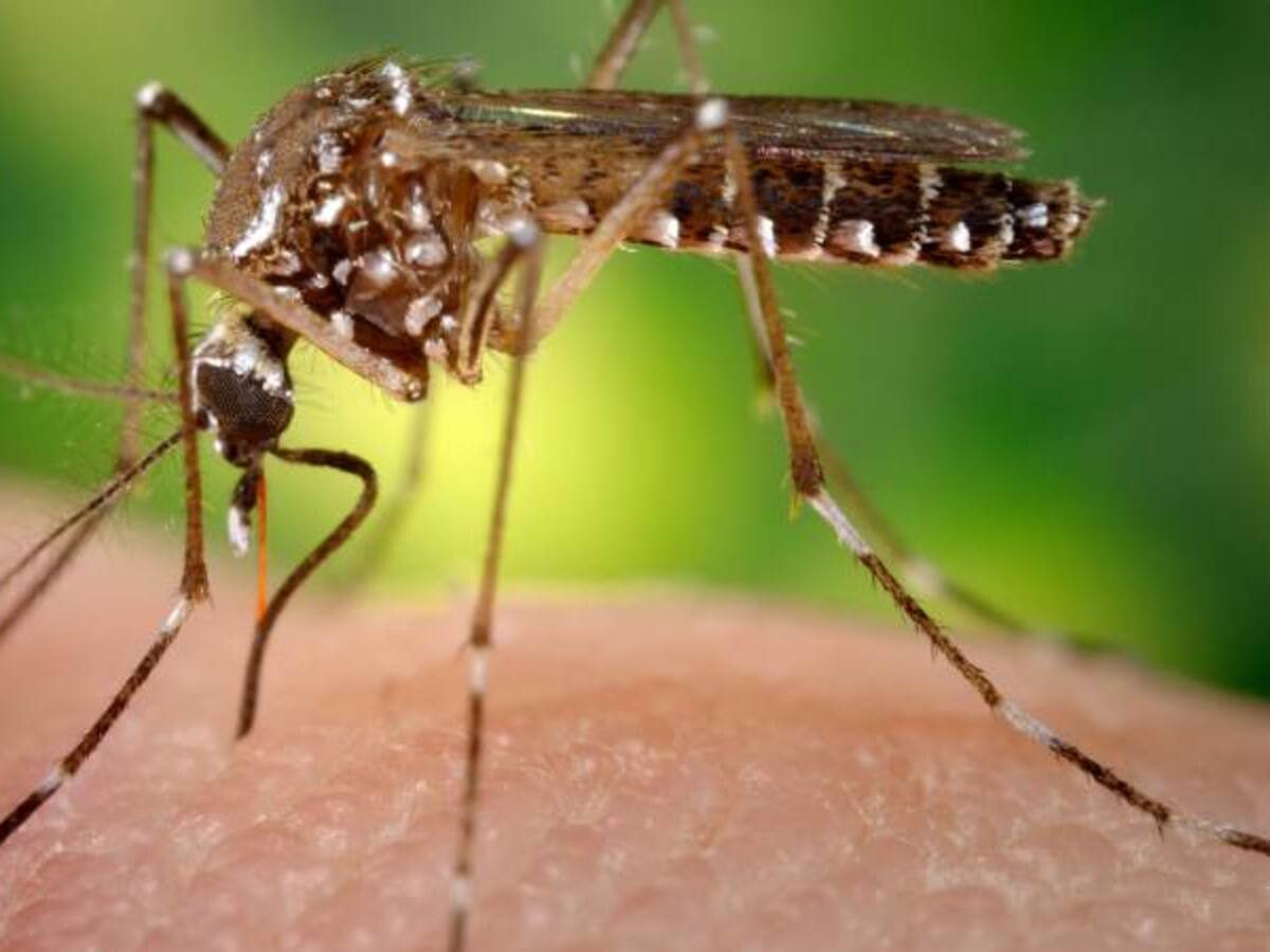 Cruz Roja ayudará a erradicar criaderos de mosquito transmisor del Zika