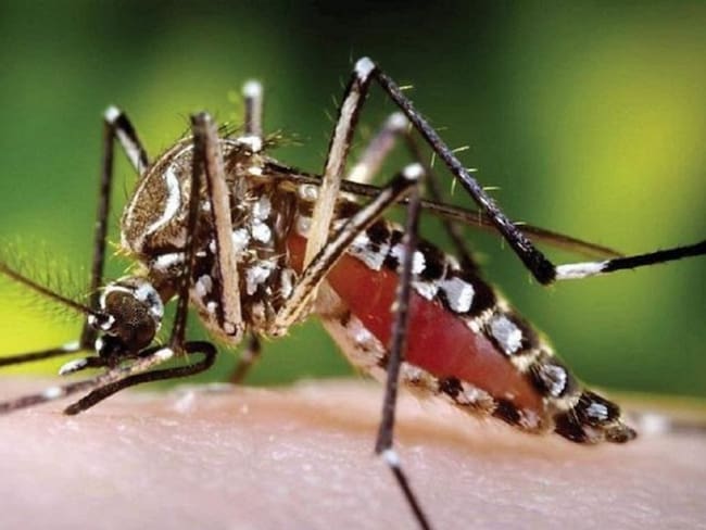 Preocupación en Armenia por incremento de casos de dengue