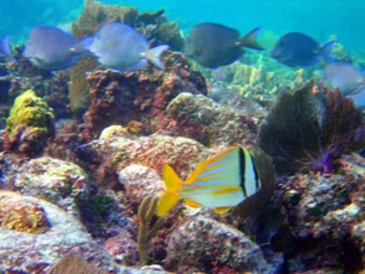 Censo de vida marina del Golfo de México permitirá medir la magnitud del desastre petrolero