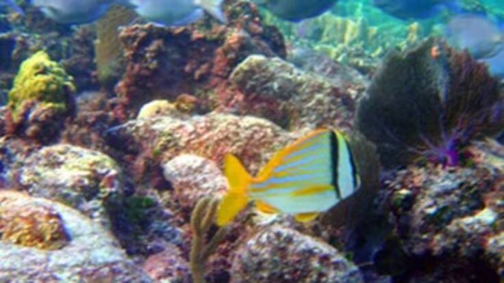 Censo de vida marina del Golfo de México permitirá medir la magnitud del desastre petrolero