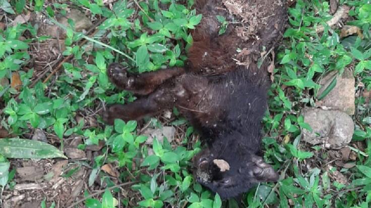 Gatos estarían siendo utilizados para sectas satánicas