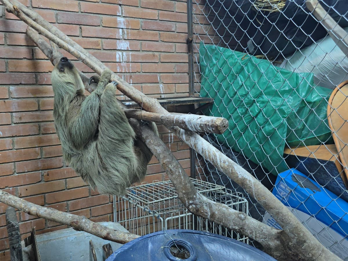 Cuatro perezosos regresaron a su hábitat tras ser rescatados