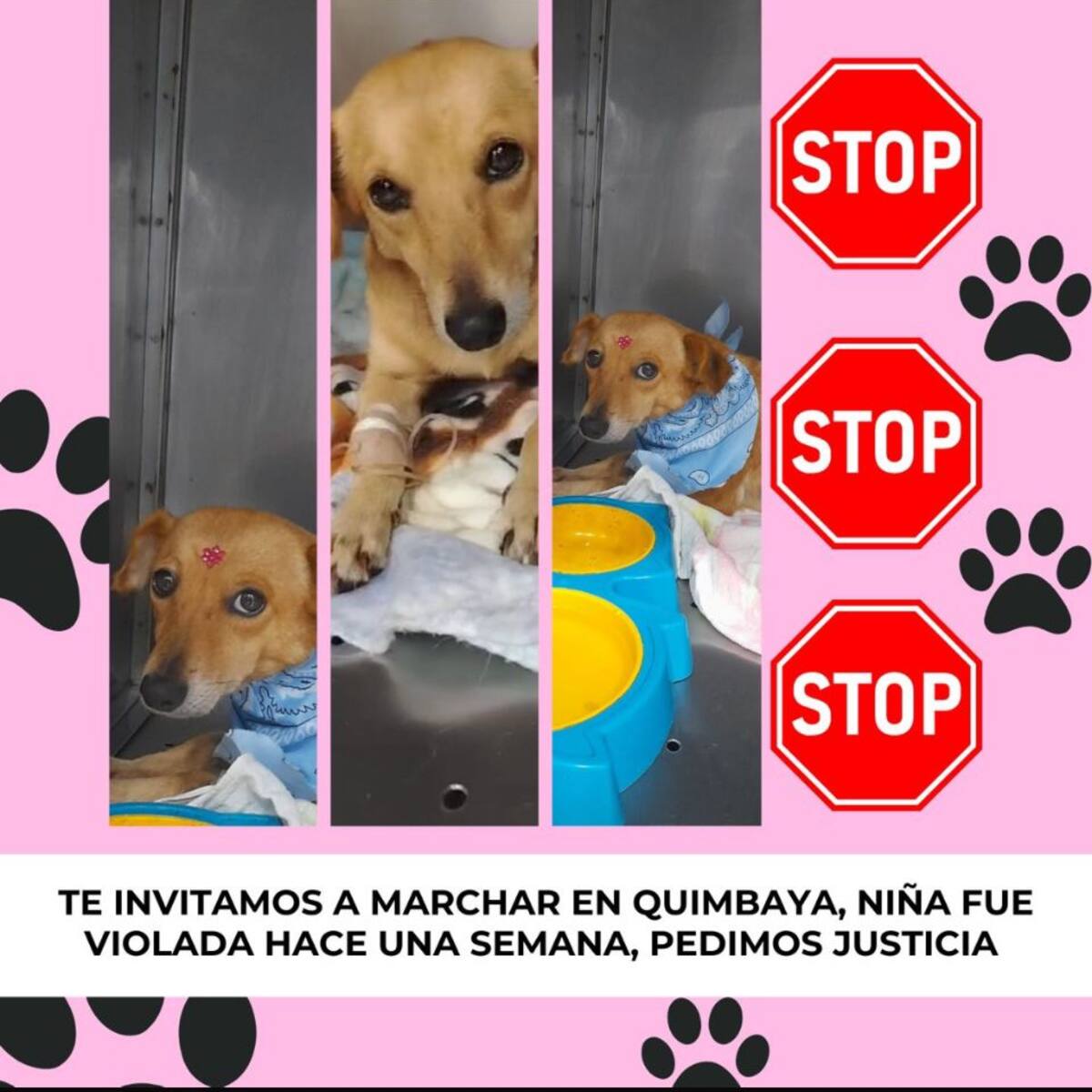 En Quimbaya, Quindío habrá plantón contra el maltrato animal y la violación de perros