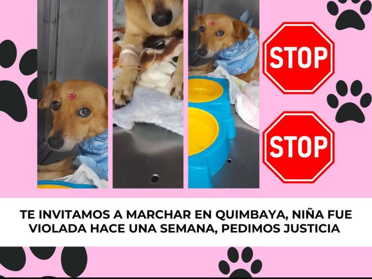 En Quimbaya, Quindío habrá plantón contra el maltrato animal y la violación de perros