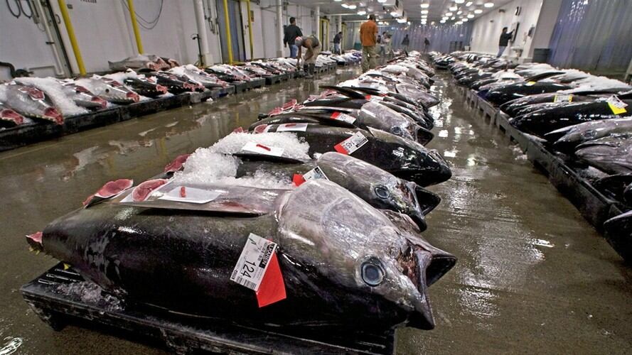 Invima asegura que hay  riesgo de mercurio en latas de atún. Foto: Associated Press - AP