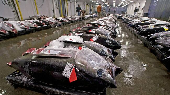 Invima asegura que hay riesgo de mercurio en latas de atún. Foto: Associated Press - AP