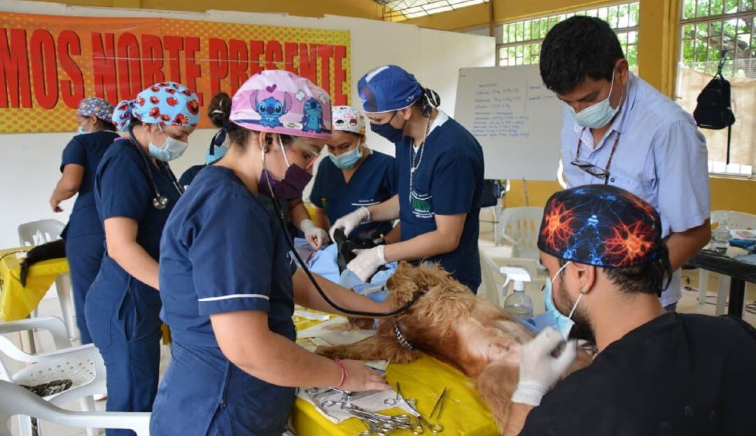 8 mil perros y gatos en condición de calle han sido atendidos en el Huila.