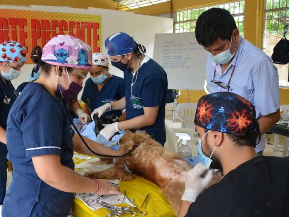 8 mil perros y gatos en condición de calle han sido atendidos en el Huila