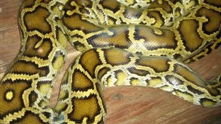 Encuentran boas en viviendas de Cartagena, ¿cómo prevenir?