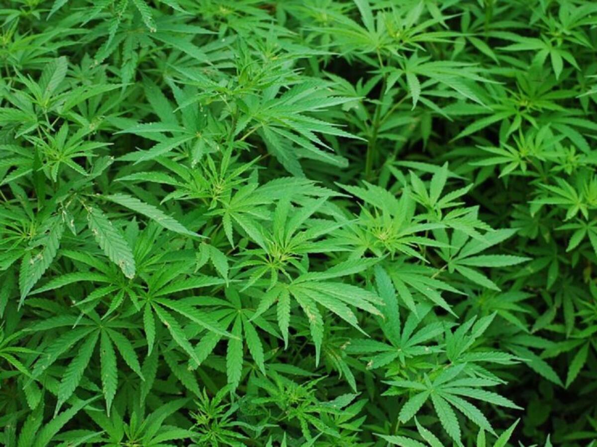 ¿Usted fumaría marihuana con su hijo?