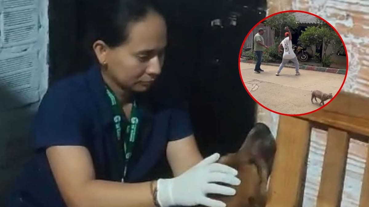 Un hombre atacó a un perro con una piedra, al parecer, por una diferencia entre vecinos en Dagua