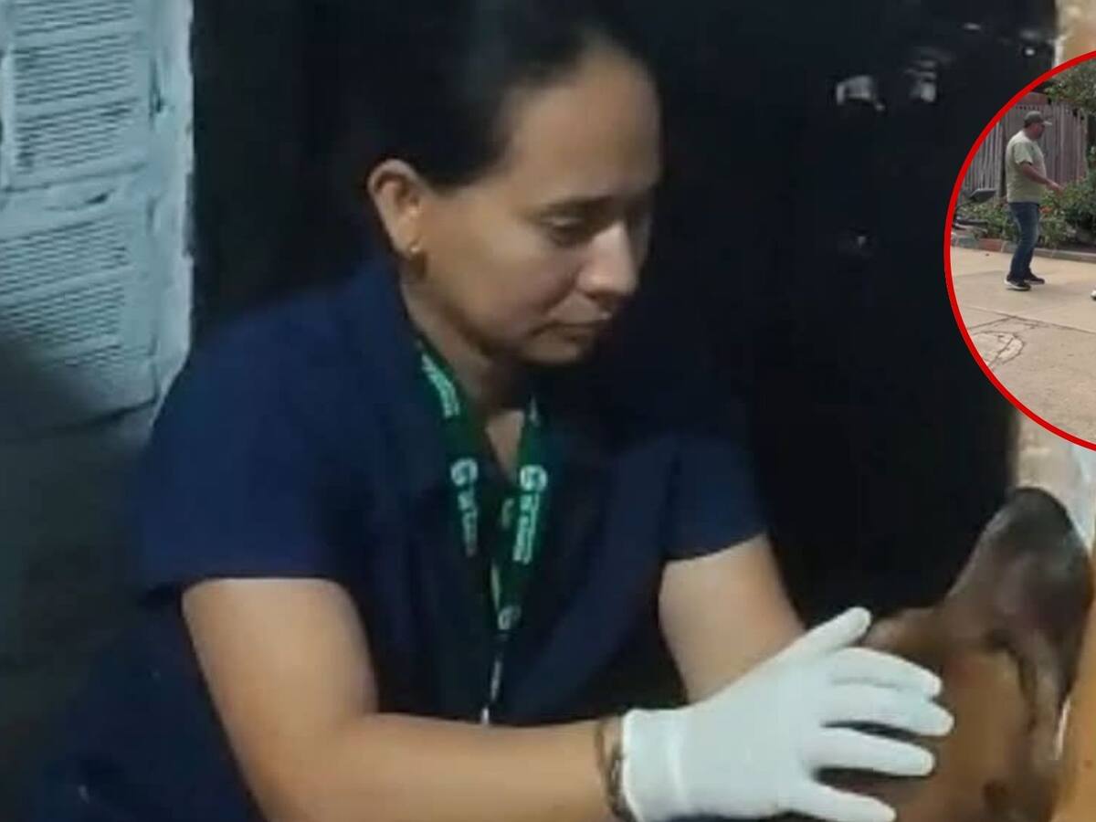 Un hombre atacó a un perro con una piedra, al parecer, por una diferencia entre vecinos en Dagua