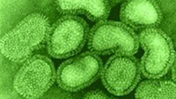 Obtienen un virus de gripe con alta mortalidad y capacidad de transmisión